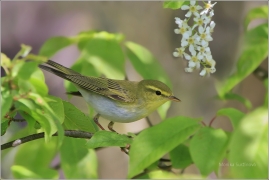 <p>BUDNÍČEK LESNÍ (Phylloscopus sibilatrix) /Wood warbler – Waldlaubsänger/</p>